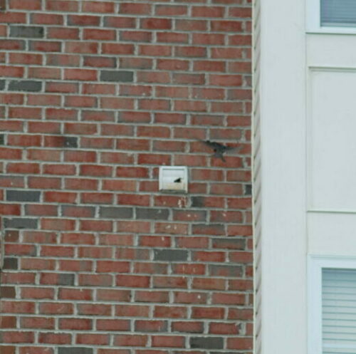 Bird Getting Into a Vent