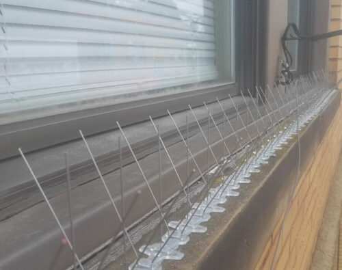 Bird Spikes placement